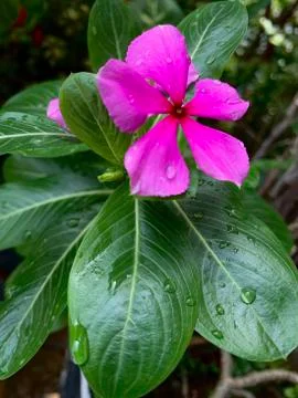 Pink flower Foto stock