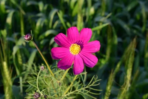 Pink Flower 스톡 사진