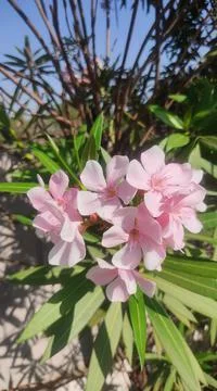 A pink flower Stock Photos