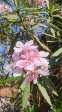 Pink flower Stock Photos