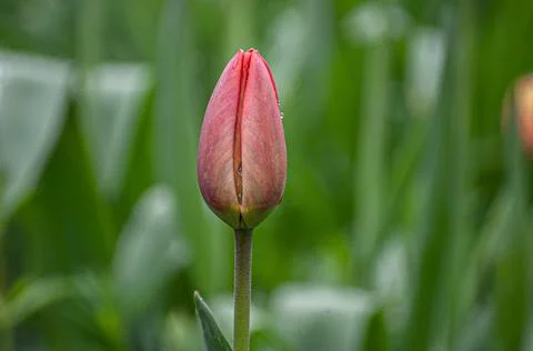 Pink Flower Stock Photos