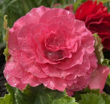Pink flower Foto stock