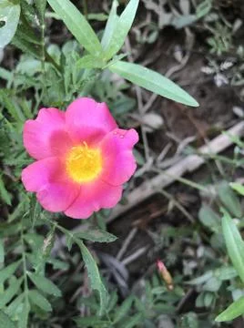 Pink flower Stock Photos