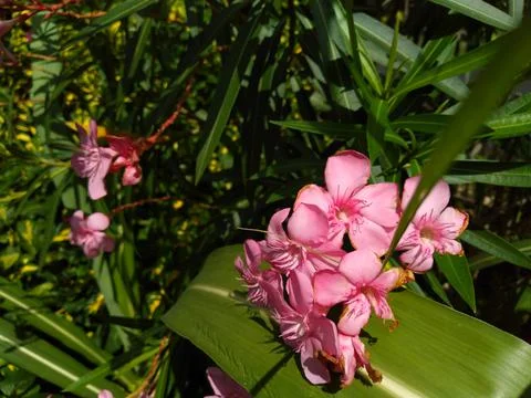Pink flower Stock Photos