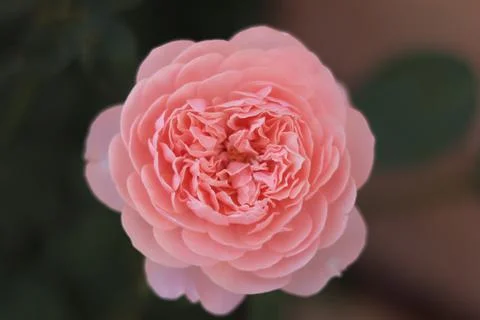 Pink flower Stock Photos