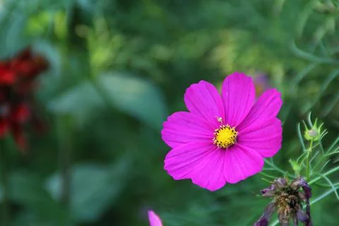 Pink flower Stock Photos
