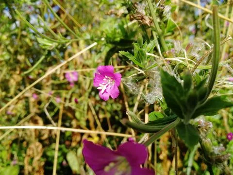 Pink flower 库存照片