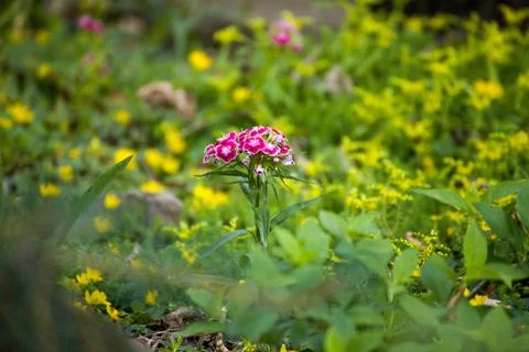 Pink flower 스톡 사진