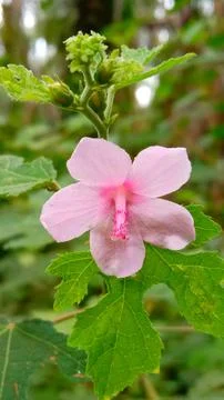 Pink flower Stock Photos
