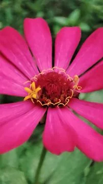 Pink Flower Stock Photos