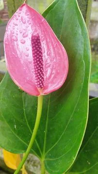 Pink flower Stock Photos