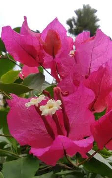 Pink Flower Stock Photos