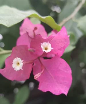Pink Flower Stock Photos
