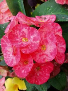 Pink flower 스톡 사진