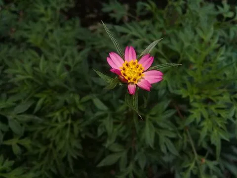 A Pink Flower Stock Photos