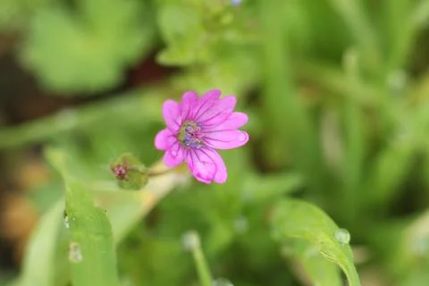 Pink flower Stock Photos