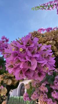 Pink flower Foto stock
