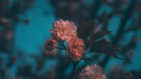 Pink Flower Foto stock