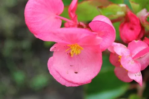 Pink flower 写真素材