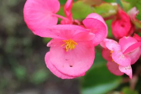 Pink flower 写真素材