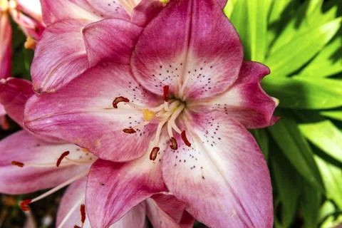 Pink Flower Foto stock
