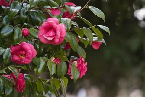 Pink Flower Stock Photos