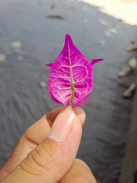 Pink flower. Stock Photos