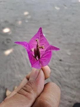 Pink flower. Foto stock