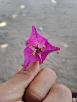 Pink flower. Foto stock