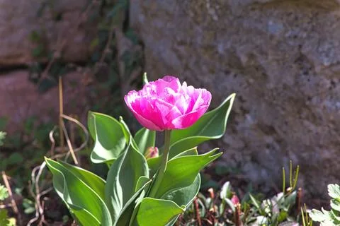 Pink flower Stock Photos