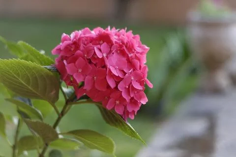 Pink flower Foto stock