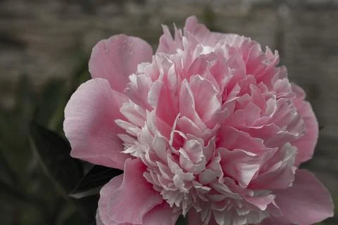 Pink Flower Stock Photos