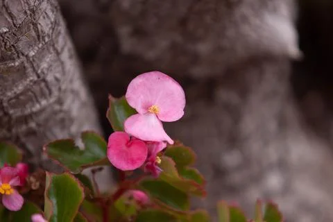 Pink flower Stock Photos