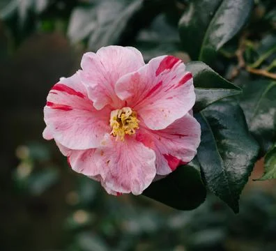 Pink flower Stock Photos