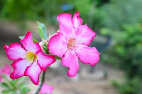 Pink flower Stock Photos