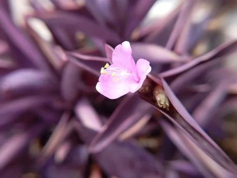 Pink Flower Stock Photos