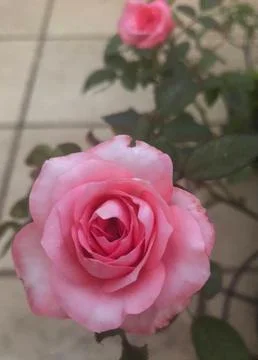 Pink flower Stock Photos