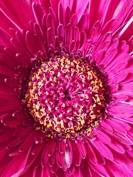 Pink flower Stock Photos