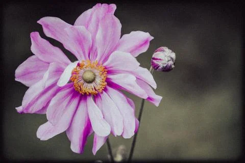 Pink Flower Foto stock