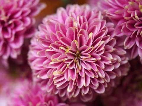 Pink flower Stock Photos