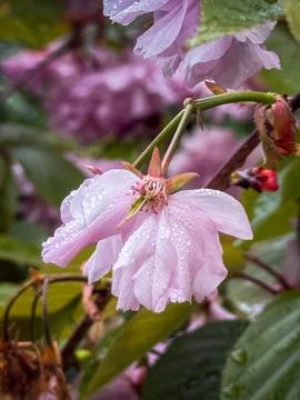Pink flower Stock Photos