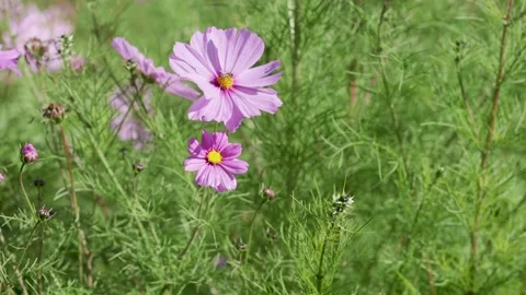 A pink flower on a plant Stock Footage 155357025
