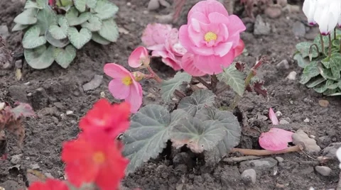 Pink Flower Pull Focus 動画素材 41114215
