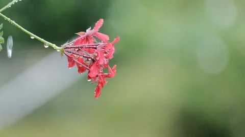 A pink flower in rain drops Stock Footage 122000703