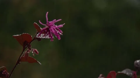 Pink flower in rain Video stock 12257830