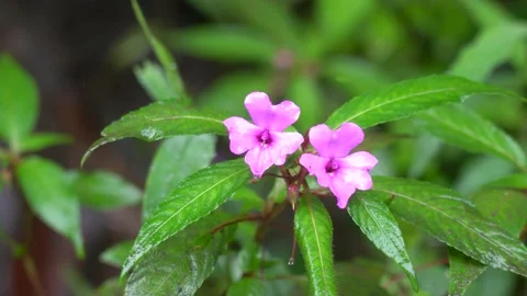Pink flower in the rain forest - 4K. Stock Footage 148277771
