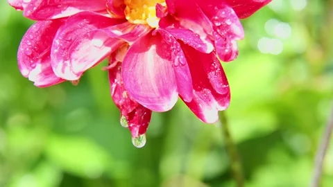 Pink flower with raindrops falling in bright daylight Stock Footage 317124546