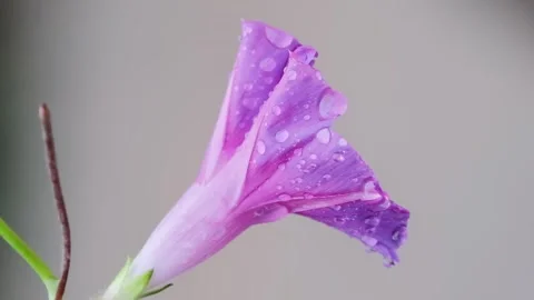 Pink Flower with Raindrops Swaying in the Wind Macro Video Vidéo 339807632