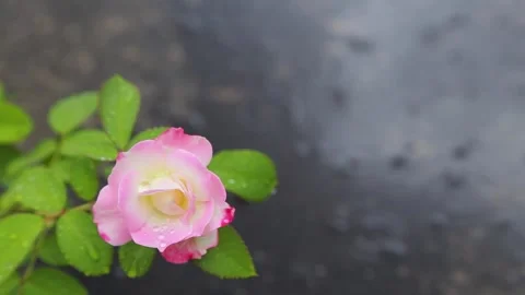 A pink flower with raining baground Stock Footage 297936913