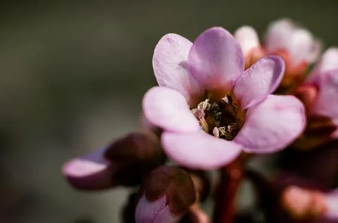 Pink flower in the rays of sunlight close-up Stock Photos